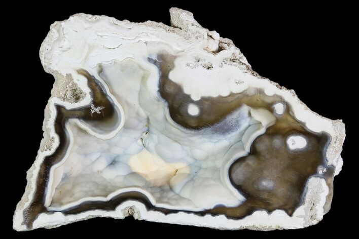 Agatized Fossil Coral Geode - Florida #105318